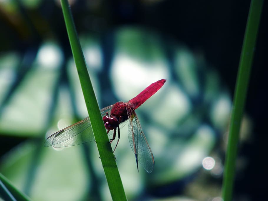 Dragonfly, Insect, red dragonfly, nature, garden, animals in the wild HD wallpaper