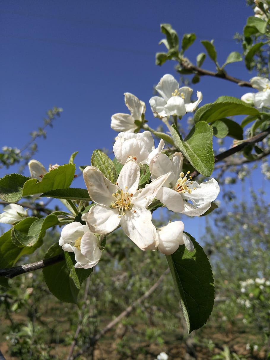 plant, flower, nature, tree, leaf, flowering plant, growth HD wallpaper