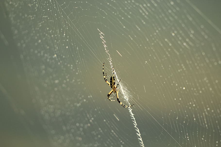 spider, web, nature, insect, spider web, animal themes, invertebrate HD wallpaper