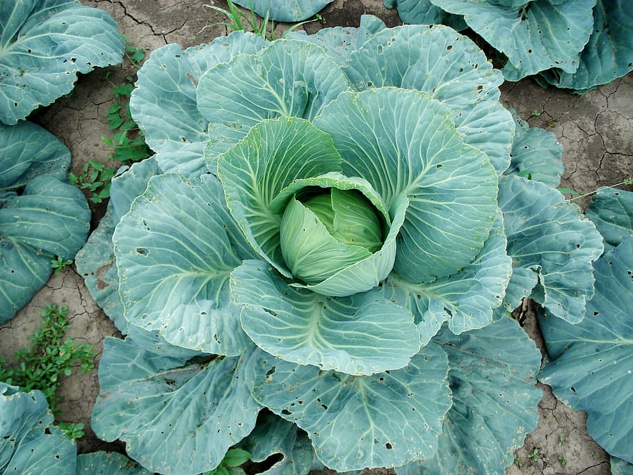 Sprouts, Cabbage, Plant, Vegetable, leaf, green color, day HD wallpaper