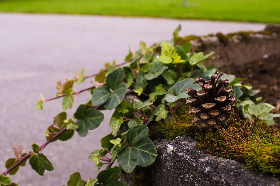 pinecone, autumn, leaves, fall, nature, leaf, plant, plant part HD wallpaper