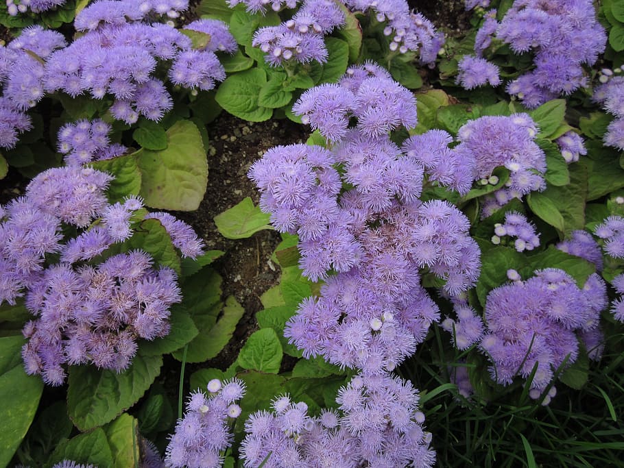 flowers, plants, nature, beauty in nature, freshness, growth HD wallpaper