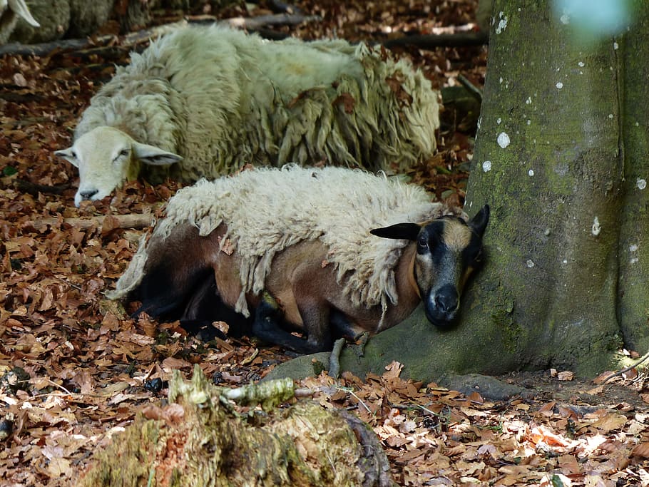 sheep, concerns, sleep, rest, forest, log, schur, wool, animals, HD wallpaper