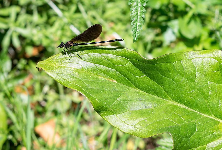 damsel fly, leaf, insect, nature, green, damselfly, bug, wing HD wallpaper