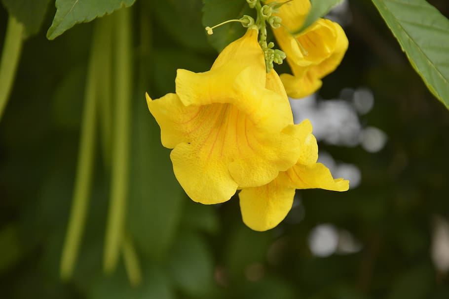 plan, background, green, blurred, orchid, yellow, flowering plant HD wallpaper