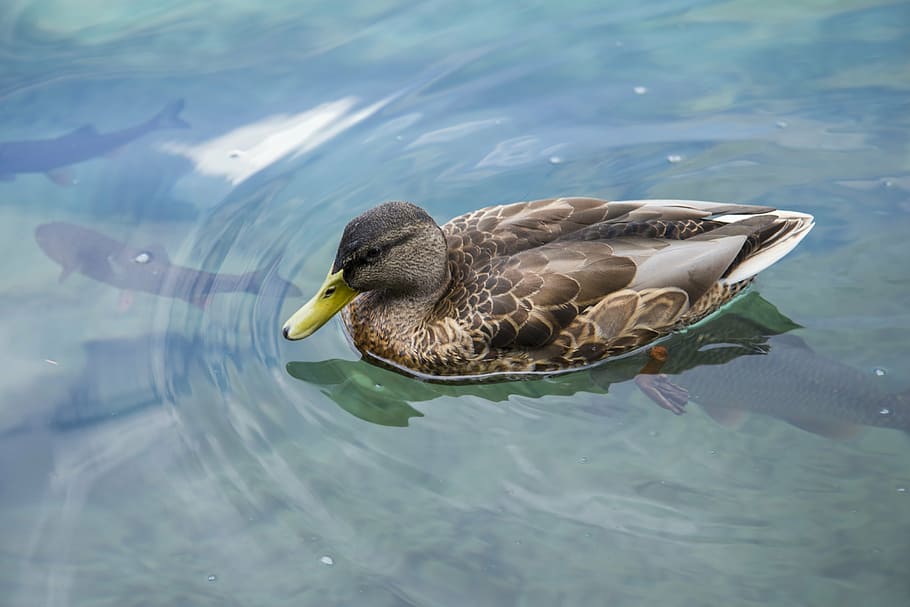 duck, water, clean, clear, fish, wild, brown, animal wildlife HD wallpaper