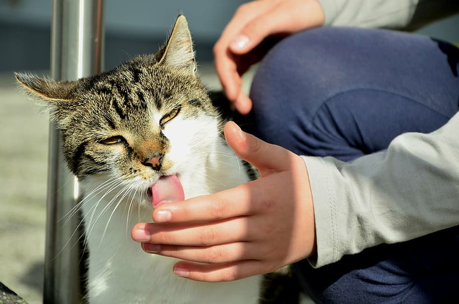 person holding cat's tongue, cat tongue, lick, hand, domestic cat