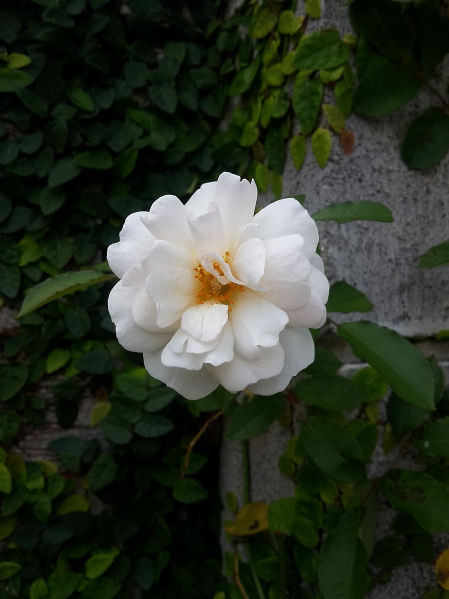flower, rose, nature, plant, beauty in nature, flowering plant HD wallpaper