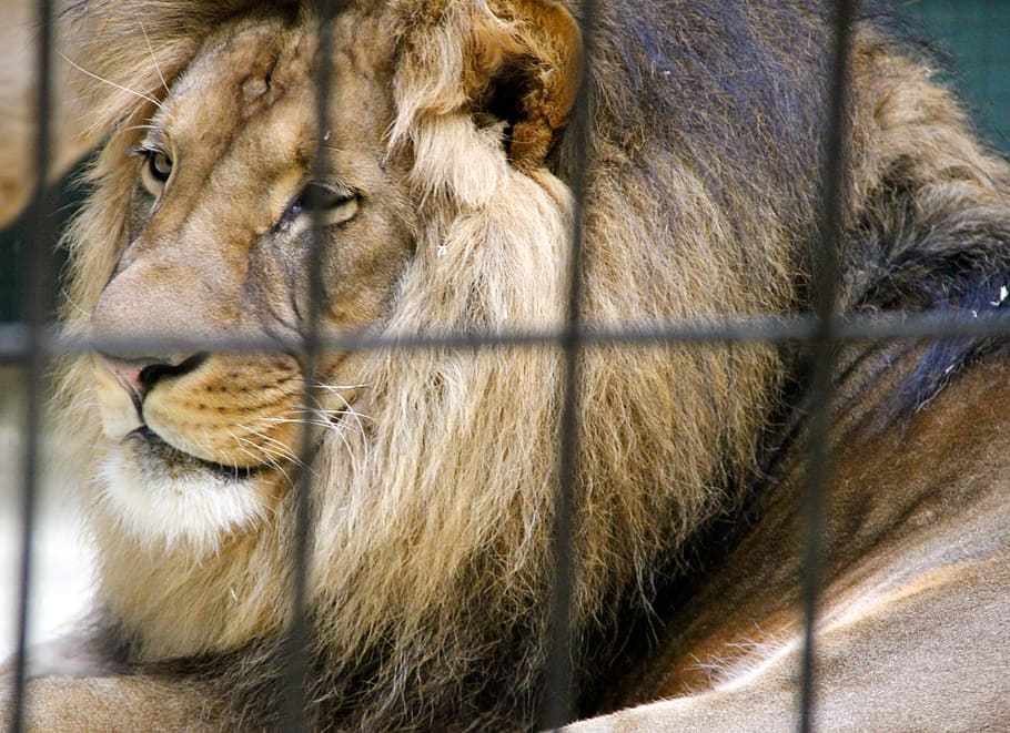 cage, caught, zoo, animals, lion, cat, animal world, africa HD wallpaper