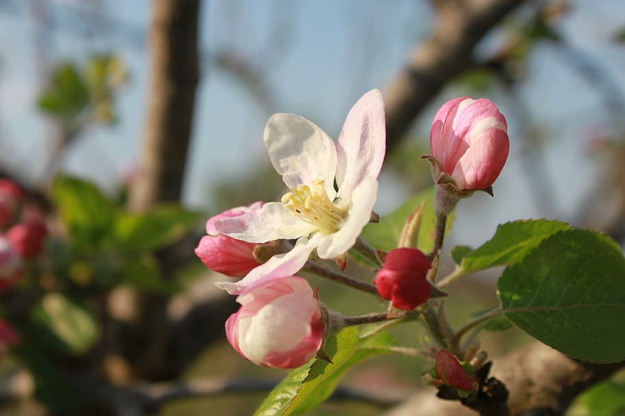 apple, flowers, bud, twig, branch, tree, pink, close-up, nature HD wallpaper