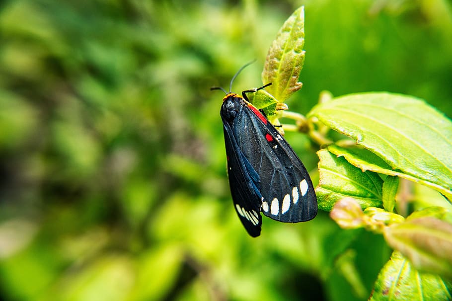 butterfly, moth, insects, macro, microphotographing, garden HD wallpaper
