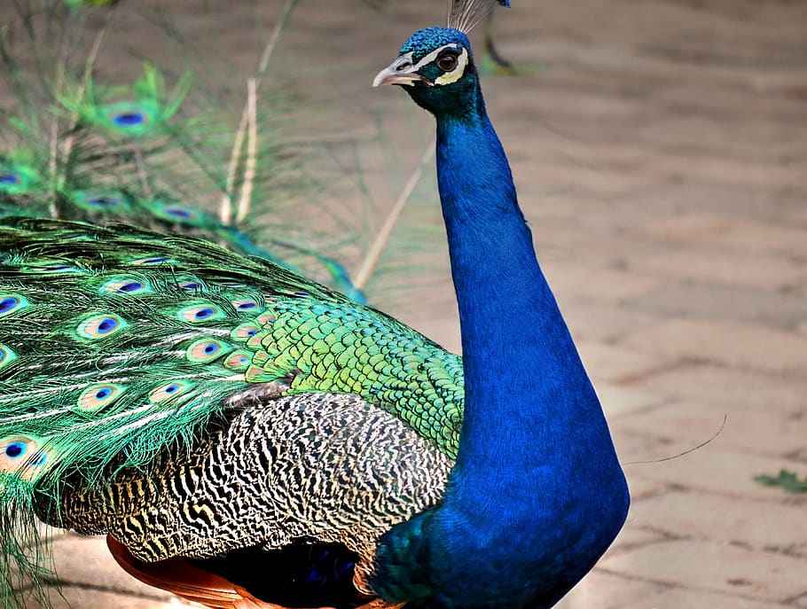 peacock, colourful, bird, nature, animal themes, one animal HD wallpaper