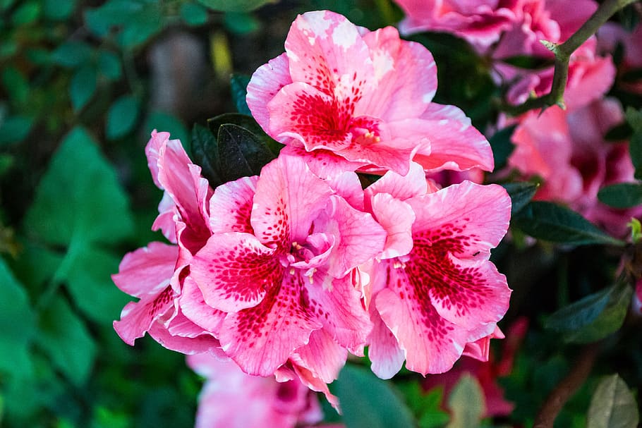 Close-up Photography of Pink Flowers, beautiful, bloom, blooming HD wallpaper