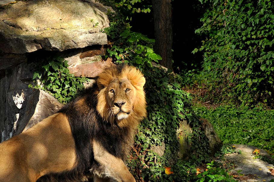 lion, zoo, cat, predator, animals, dangerous, mane, mammal HD wallpaper