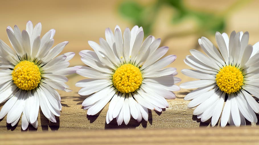 three white daisies, daisy, summer, flower, spring, pointed flower HD wallpaper