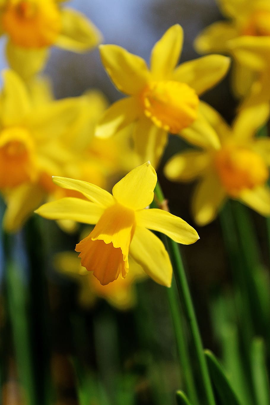 Daffodils, Garden, Spring, Yellow, flowers, blooming, nature HD wallpaper