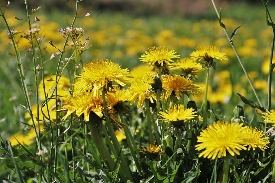 spring, nature, plant, dandelion, flower, field, summer, blooming HD wallpaper
