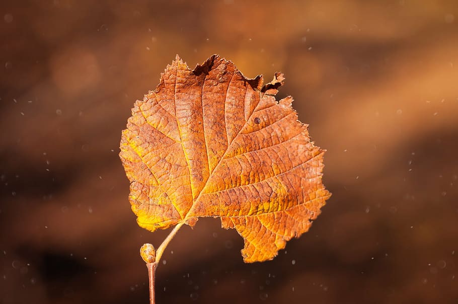 leaf, brown, individually, close, leaves, leaf foliage, autumn leaf HD wallpaper