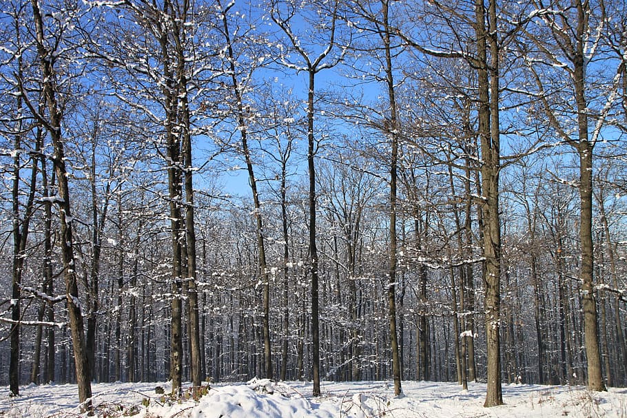 forest, snow, winter, trees, woods, cold, frost, landscape, HD wallpaper
