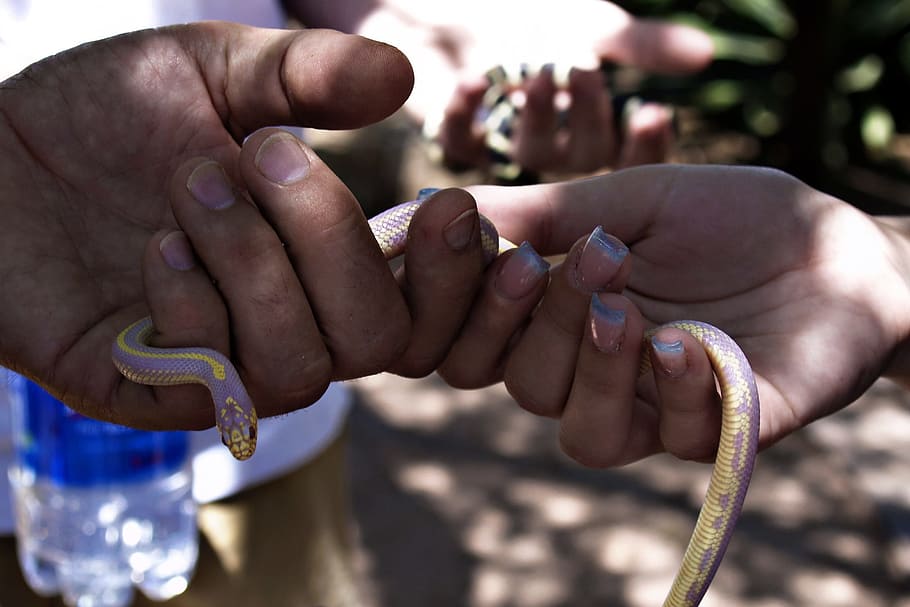 Hands, Snake, Nature, Reptile, Animal, wildlife, people, hold HD wallpaper