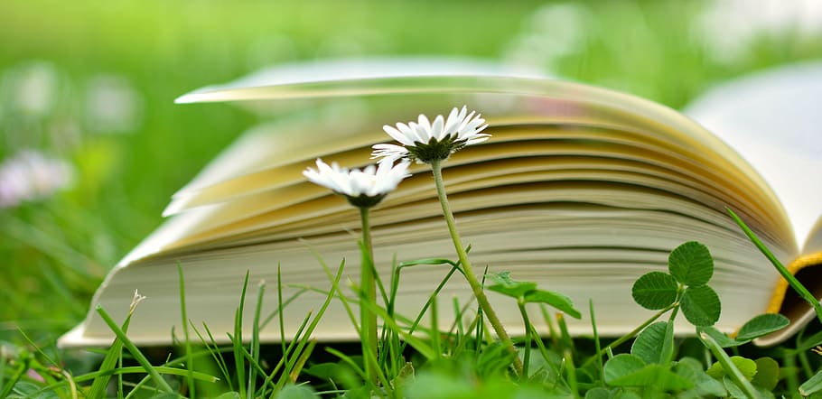 selective focus photo of open book on grass, read, relax, meadow HD wallpaper