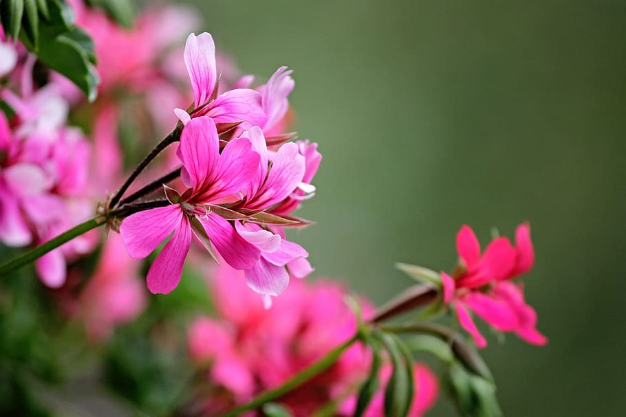 close-up photo of pink geranium flowers, red, decorative, plant HD wallpaper