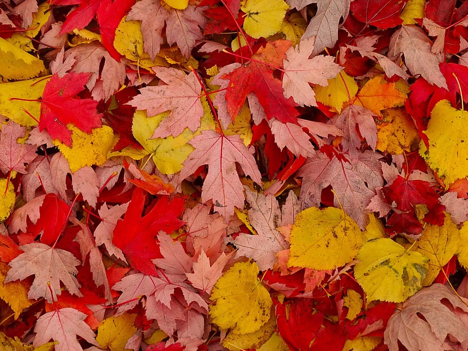 fall, leaf, maple, season, nature, red, autumn, change, full frame HD wallpaper