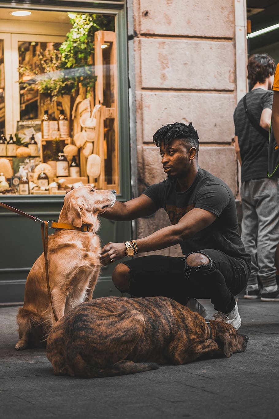 man in black crew-neck t-shirt petting golden retriever at the street, man sitting near two yellow Labrador retriever and American pit bull terrier, HD wallpaper
