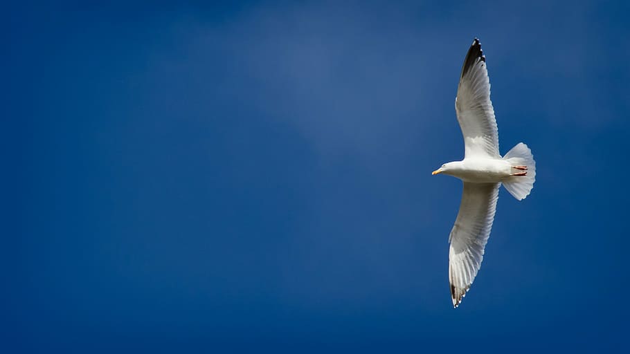 low angle photography of seagull flying under blue sky during daytime, HD wallpaper