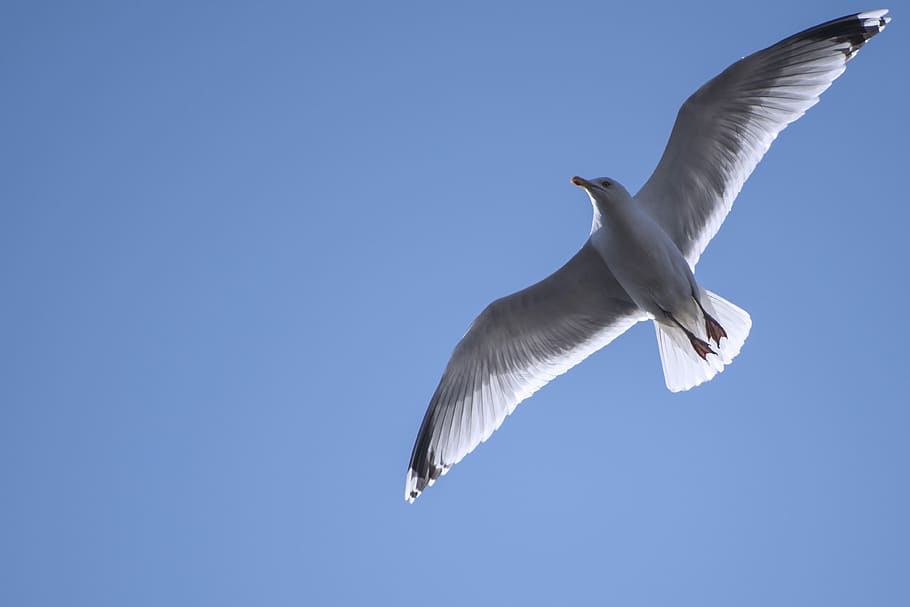 Seagull, Sky, Flying, Nature, Bird, wildlife, animal, seabird HD wallpaper