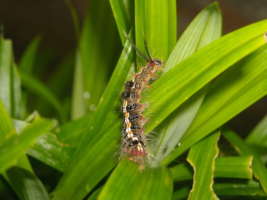 caterpillar, feather, color, leaf, pandan, green, animal themes HD wallpaper