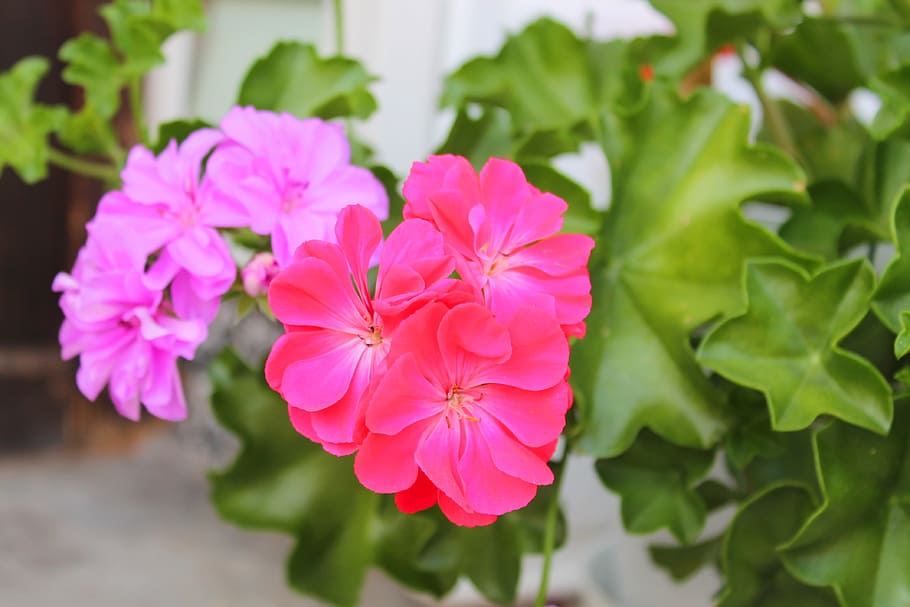 pink, green, flower, beautiful, plant, flowers, garden, summer HD wallpaper