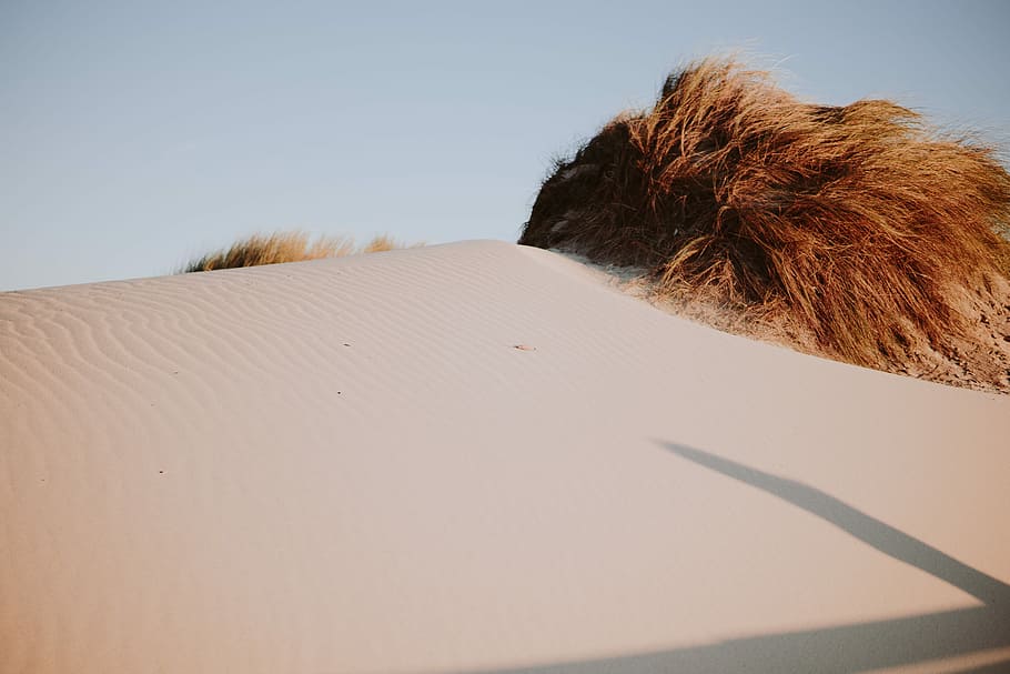 dessert during daytime, brown grass on sand, desert, dune, beach HD wallpaper