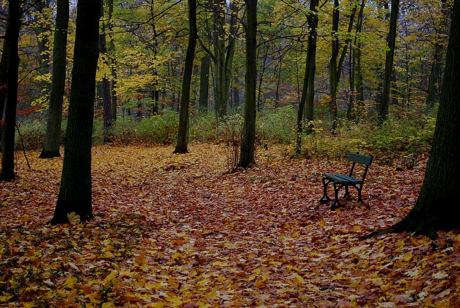 autumn, foliage, leaf, park, bench, tree, autumn weather, color HD wallpaper