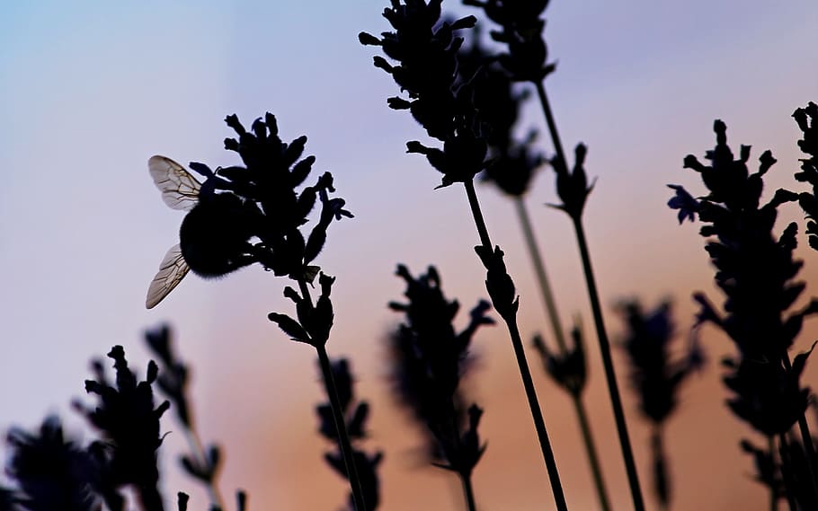 Insect, Bee, Lavender, silhuette, evening, violet, summer, purple HD wallpaper