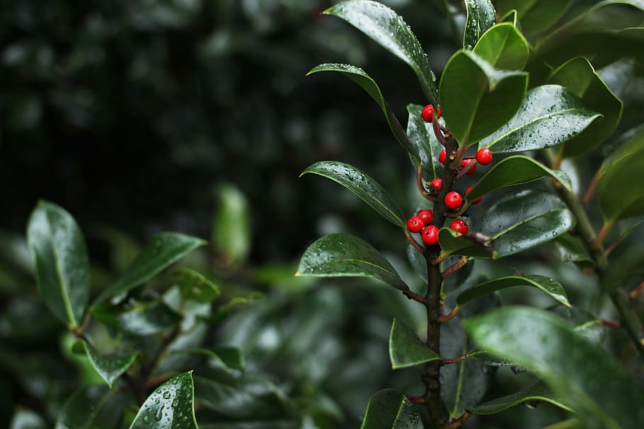berries, red, bush, fruit, green, natural, leaf, plant, plant part HD wallpaper