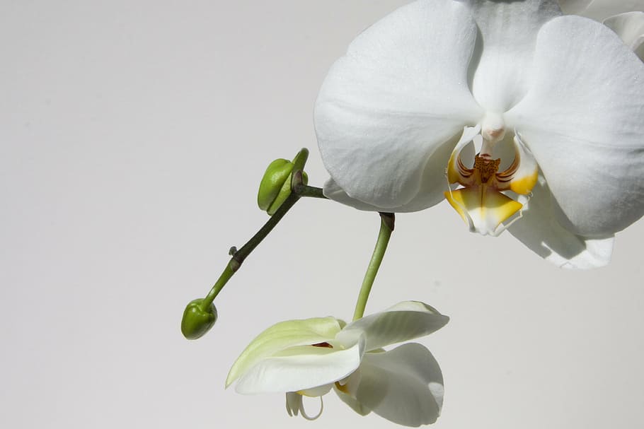 orchid, bud, white, flower, blossom, bloom, flora, nature, queen of flowers HD wallpaper