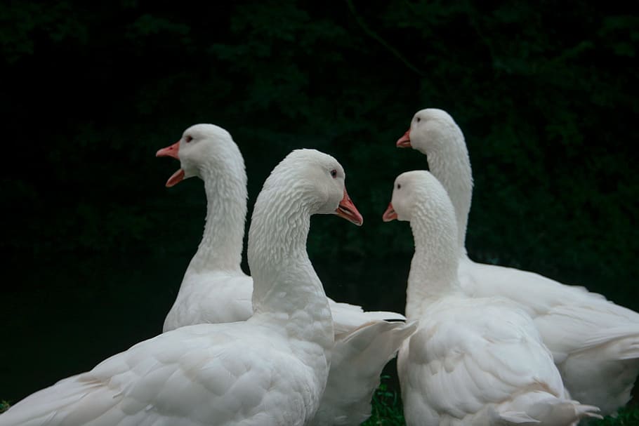 white, duck, swan, bird, animal themes, vertebrate, group of animals HD wallpaper