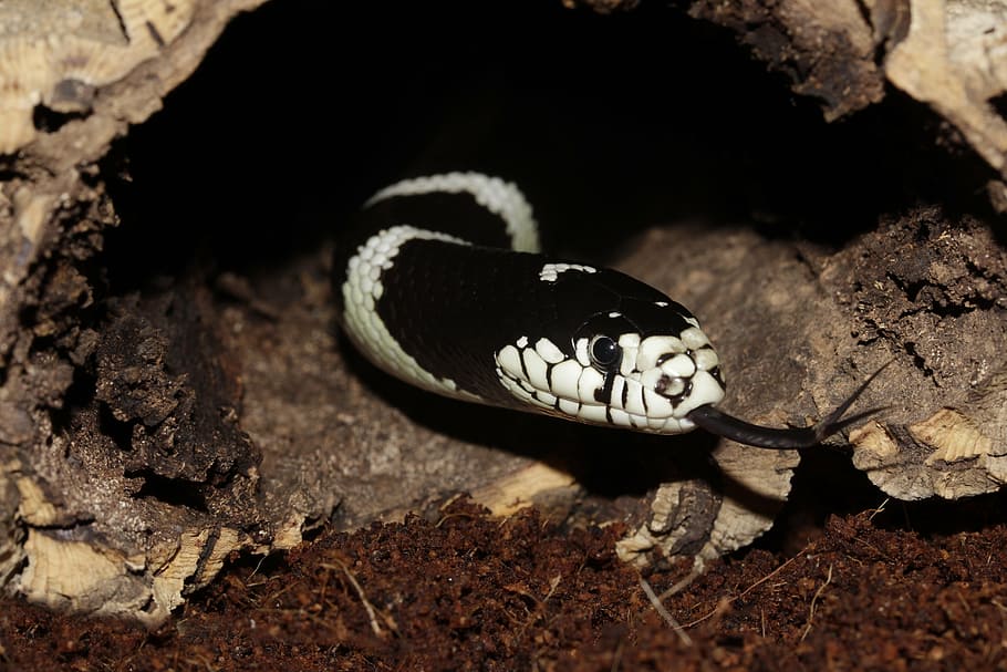 california getula, chain natter, snake, lampropeltis getula californiae, HD wallpaper