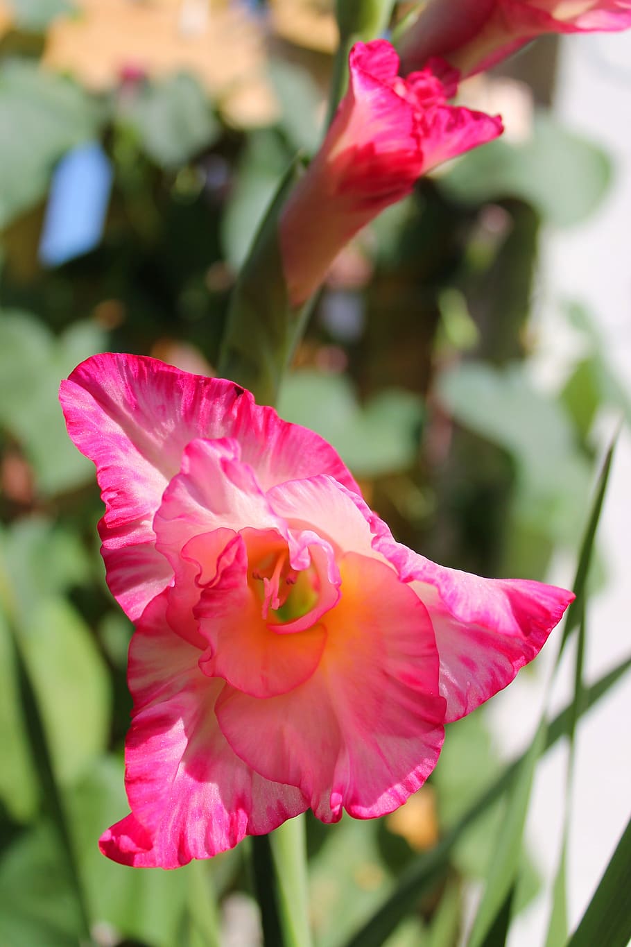 flower, pink, yellow, summer, flowers, beautiful flower, flowering plant HD wallpaper