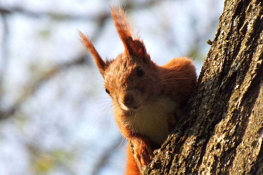 Squirrel, Spring, Tree, Animal World, rodent, mammal, nature HD wallpaper