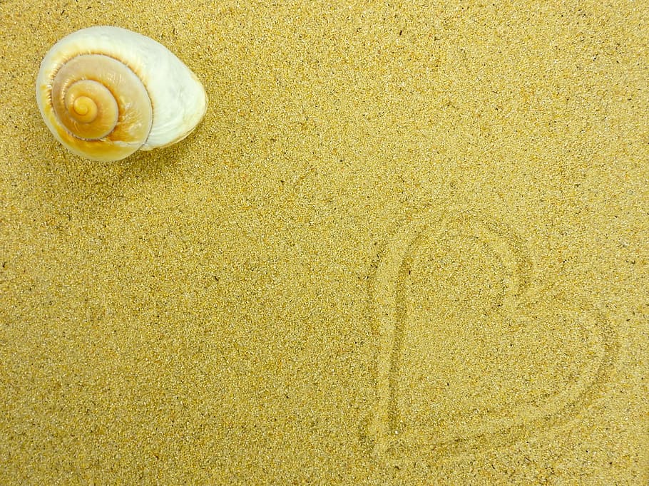 white shell near heart sand, beach, nature, summer, background HD wallpaper