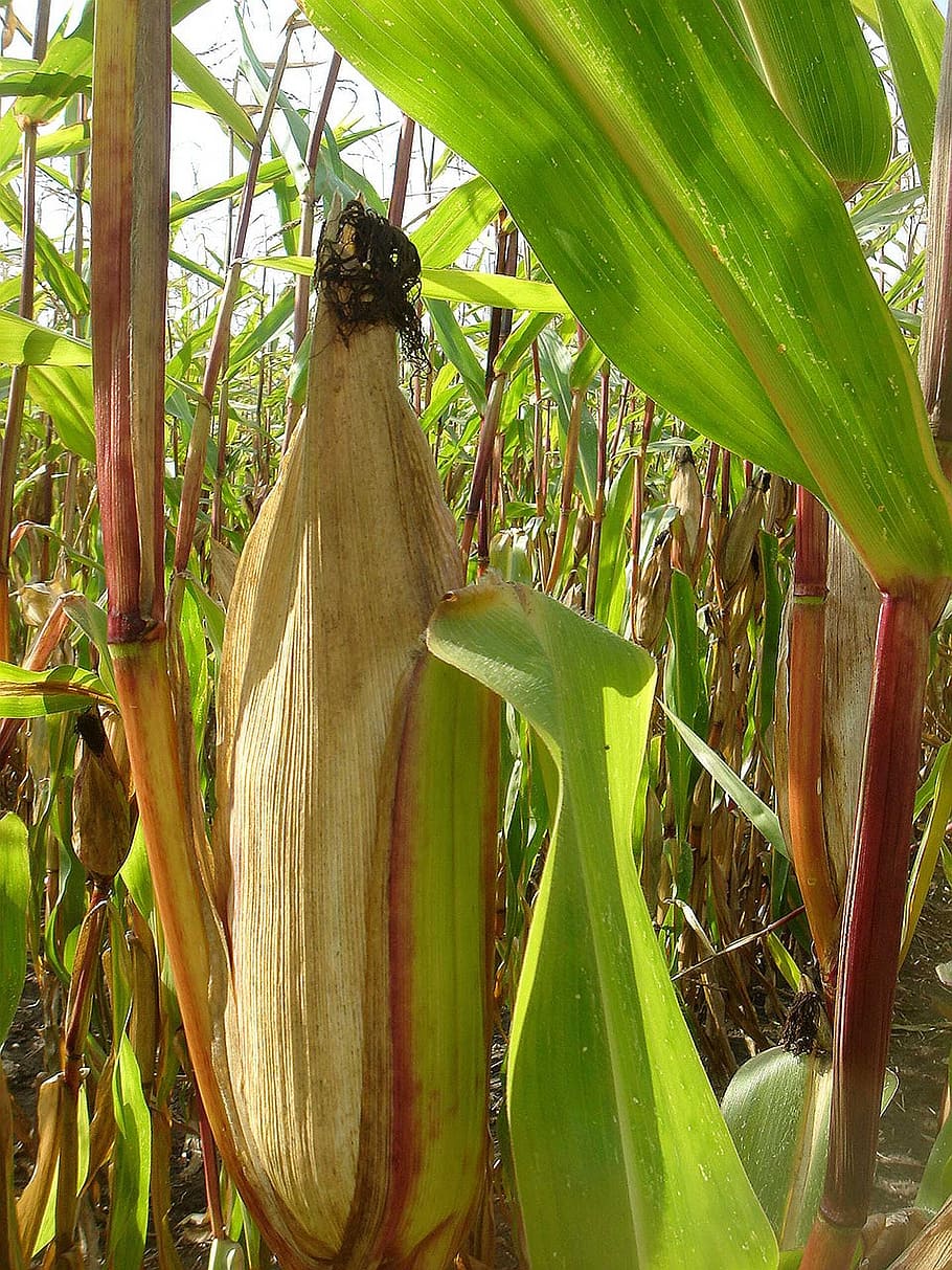 corn, ear, field, autumn, harvest, plant, growth, green color HD wallpaper