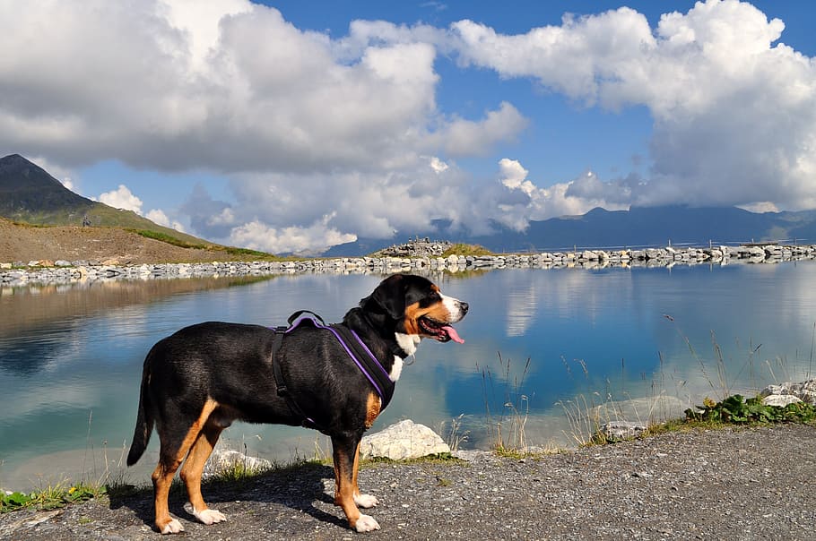 how hard is it to run a swiss mountain dog