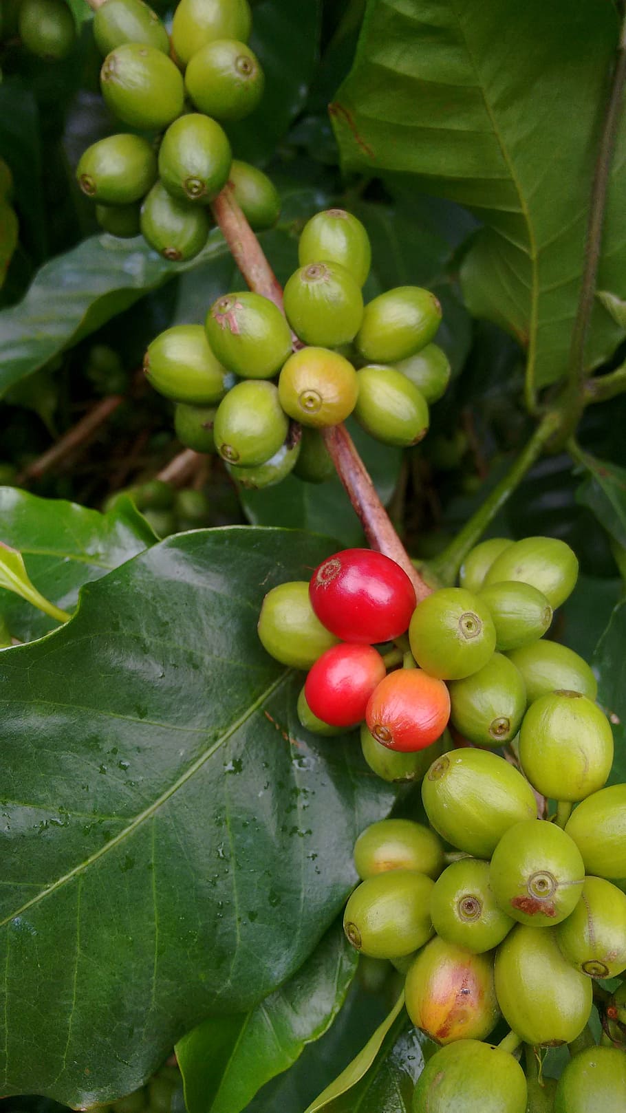 coffee, nature, green, beans, growing, fresh, green color, plant part HD wallpaper