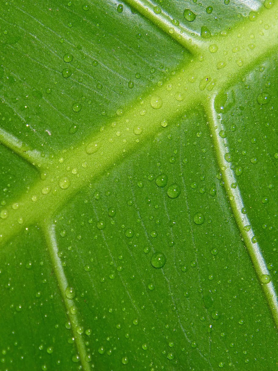 leaf, drops, green, moisture, green color, backgrounds, freshness HD wallpaper