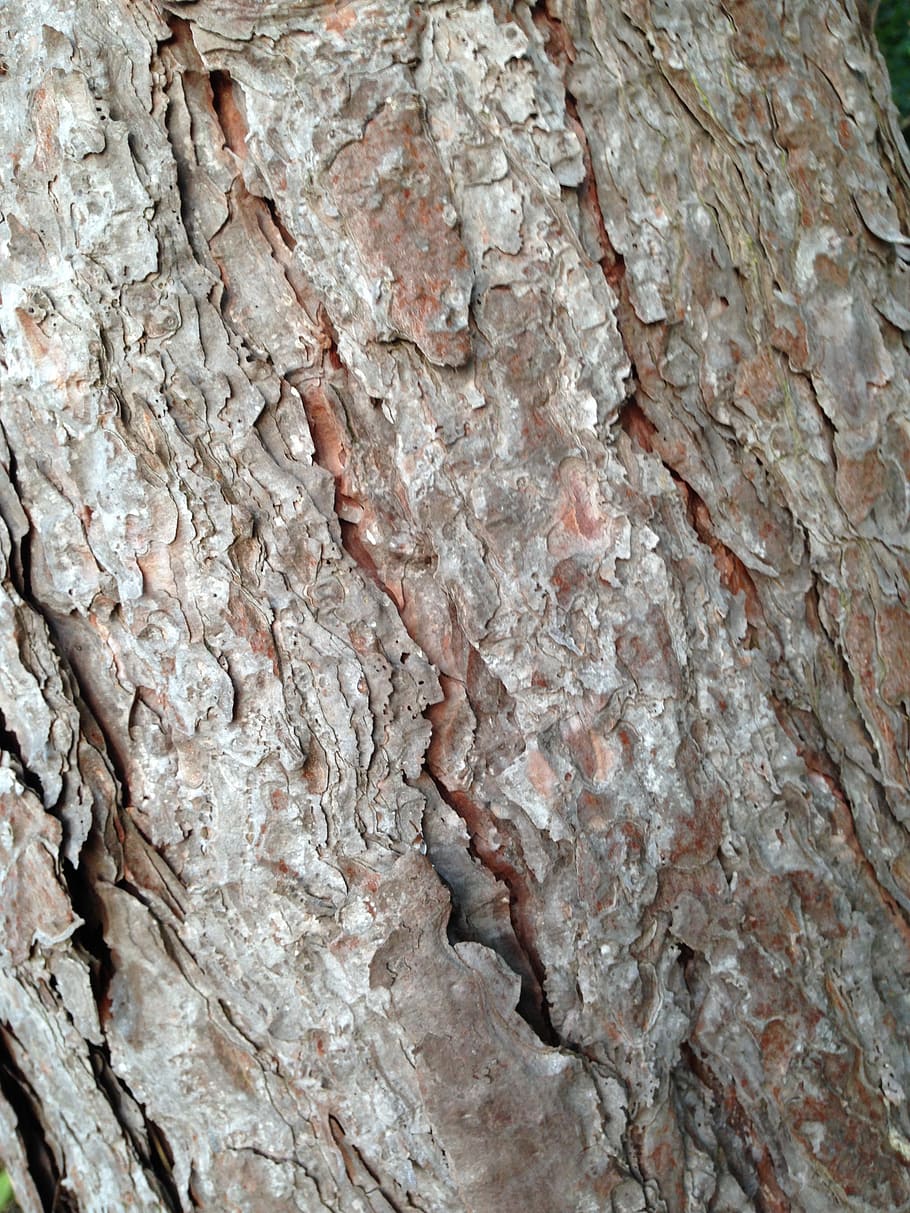 tree bark, nature, wood, trunk, brown, texture, wooden, surface HD wallpaper
