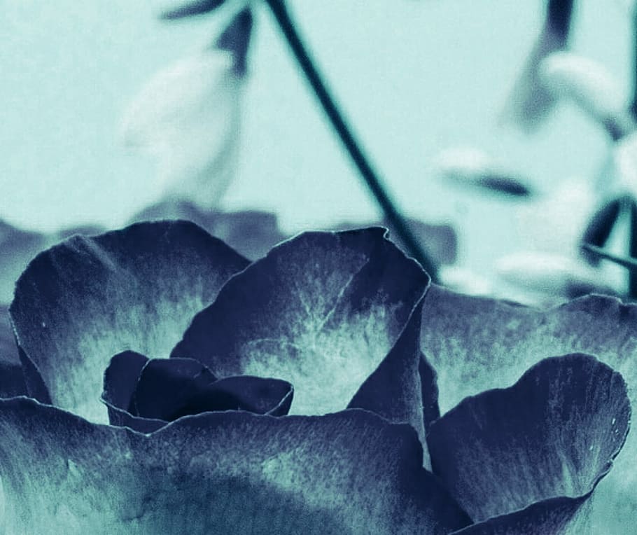 Background, Blossom, Bloom, Flower, nature, no people, close-up HD wallpaper