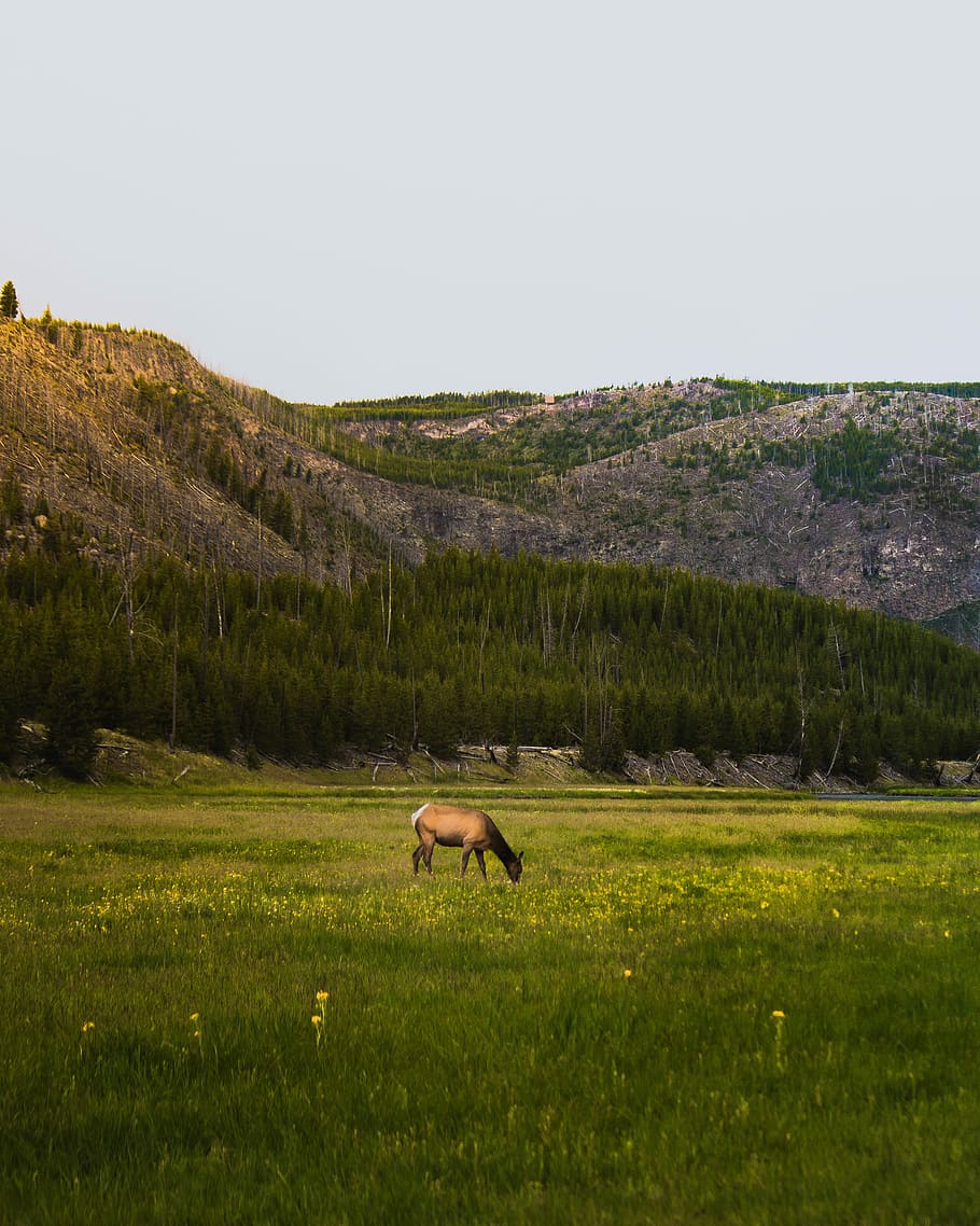 brown horse on green grass, brown horse standing on grass land HD wallpaper