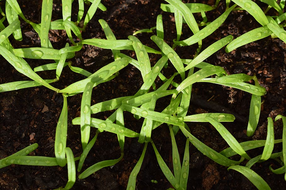 cultivation, spinach, seed, green, plant, plants, garden, closeup HD wallpaper